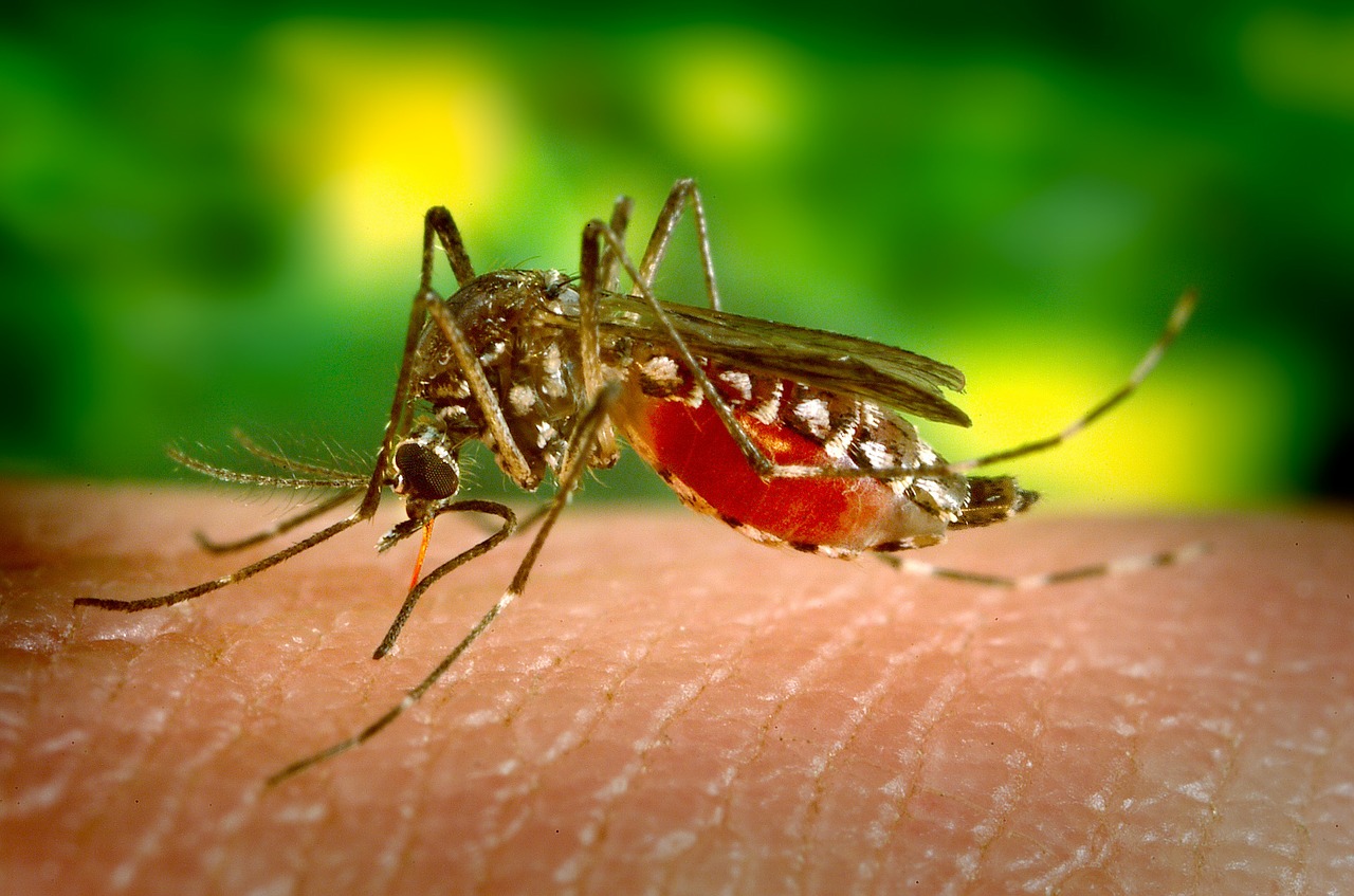 You are currently viewing Mosquito-borne diseases has threaten World